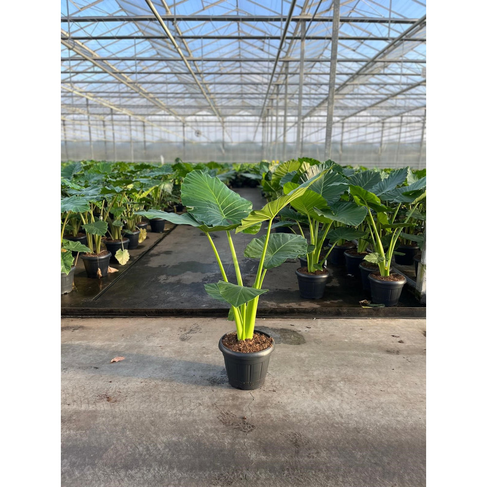 Alocasia Macrorrhiza 35c.