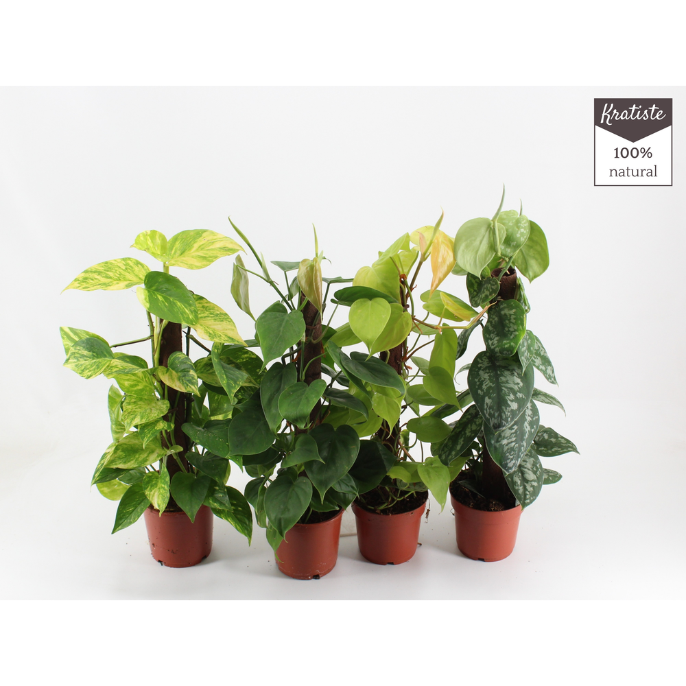 Epipremnum MIX kratiste klimstok 40 CM.