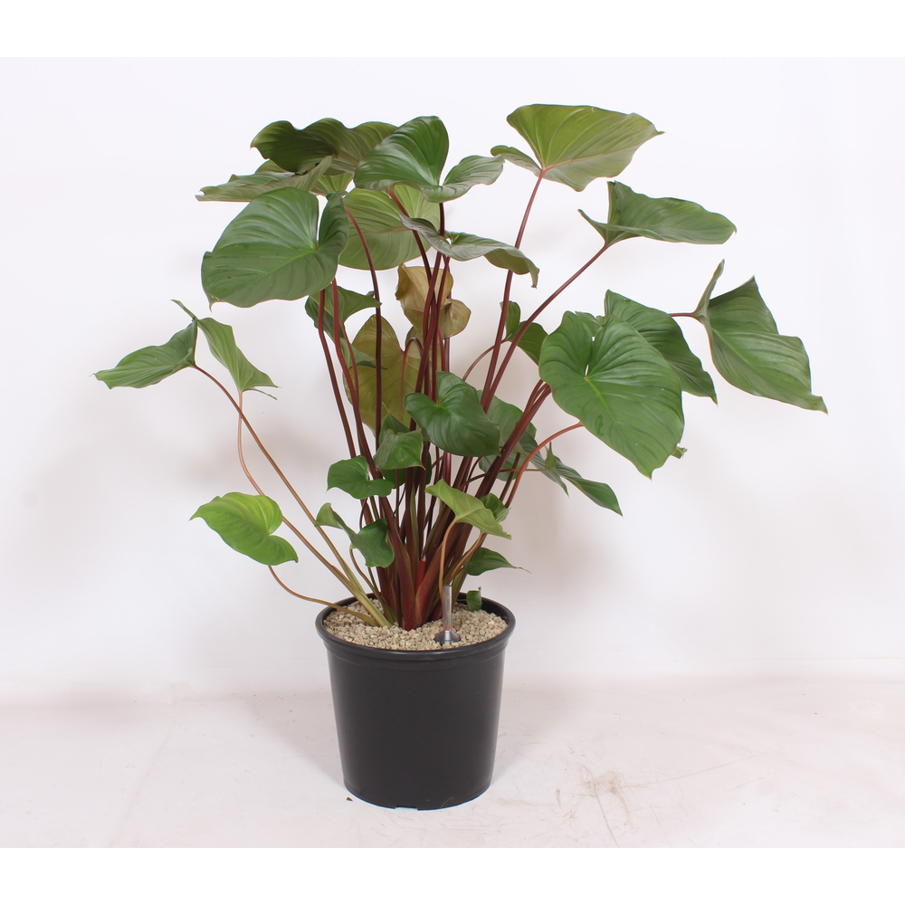 Homalomena rubescens Maggy.