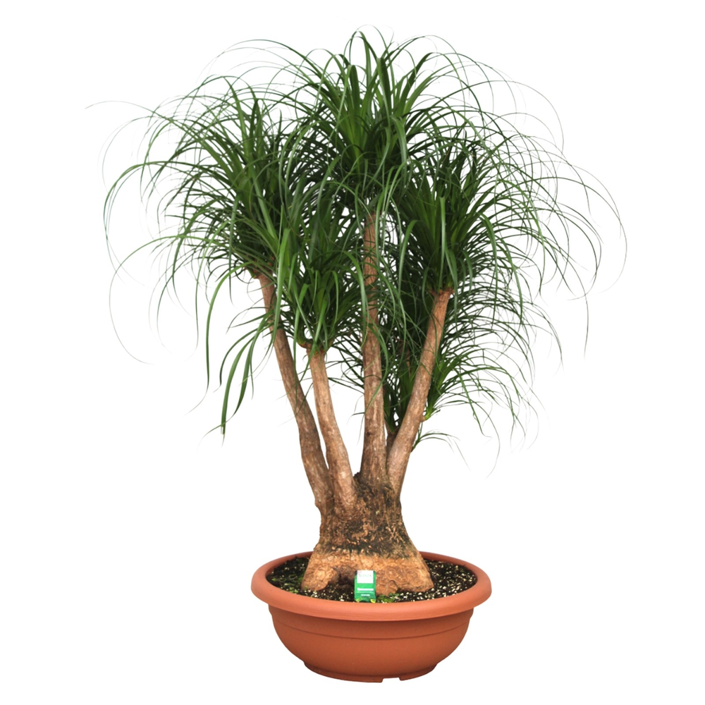 Beaucarnea vertakt compact in 55 cm schaal.
