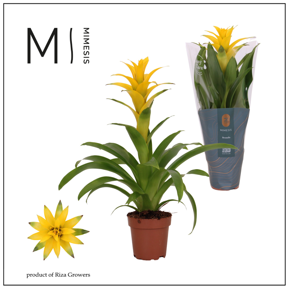 Mimesis Guzmania Suerte Yellow - 12 cm.
