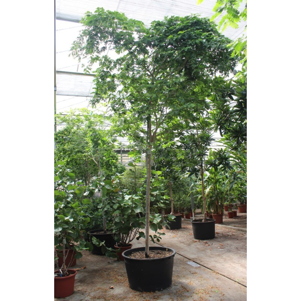Bulnesia arborea.
