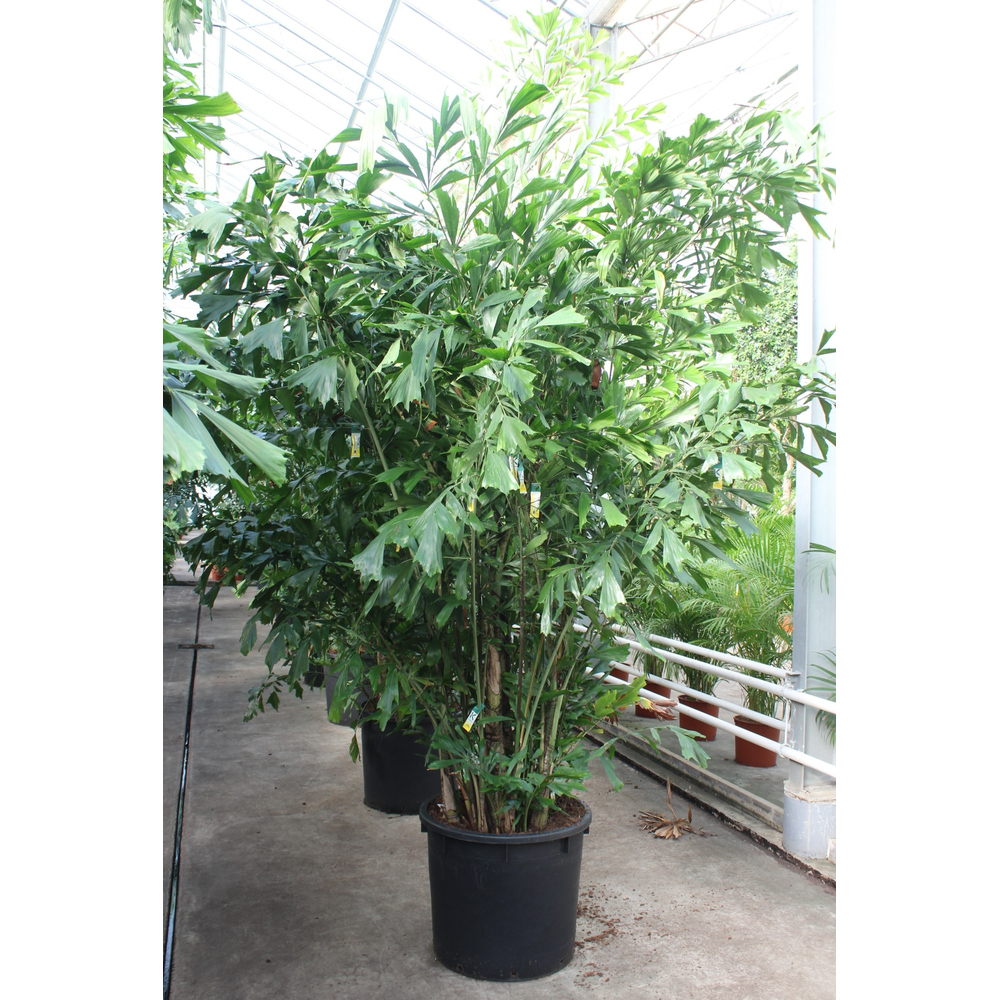 Caryota mitis.