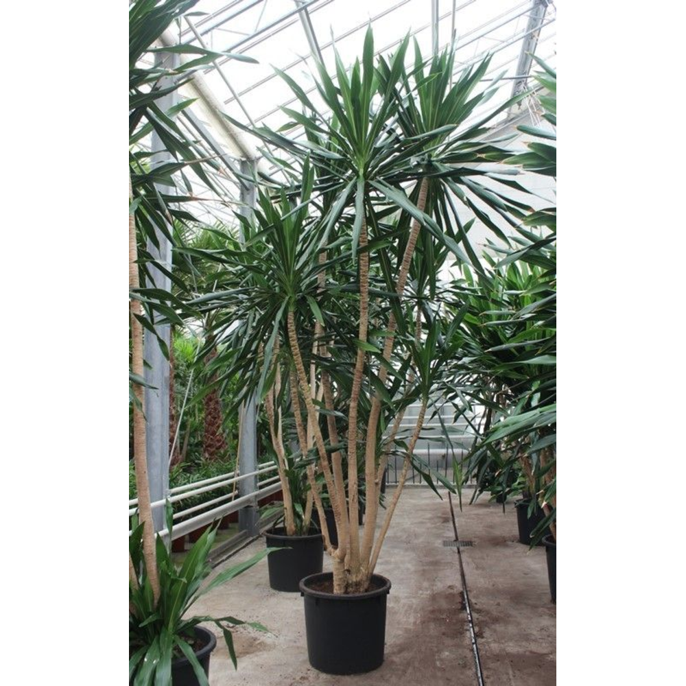 Dracaena Gymea.