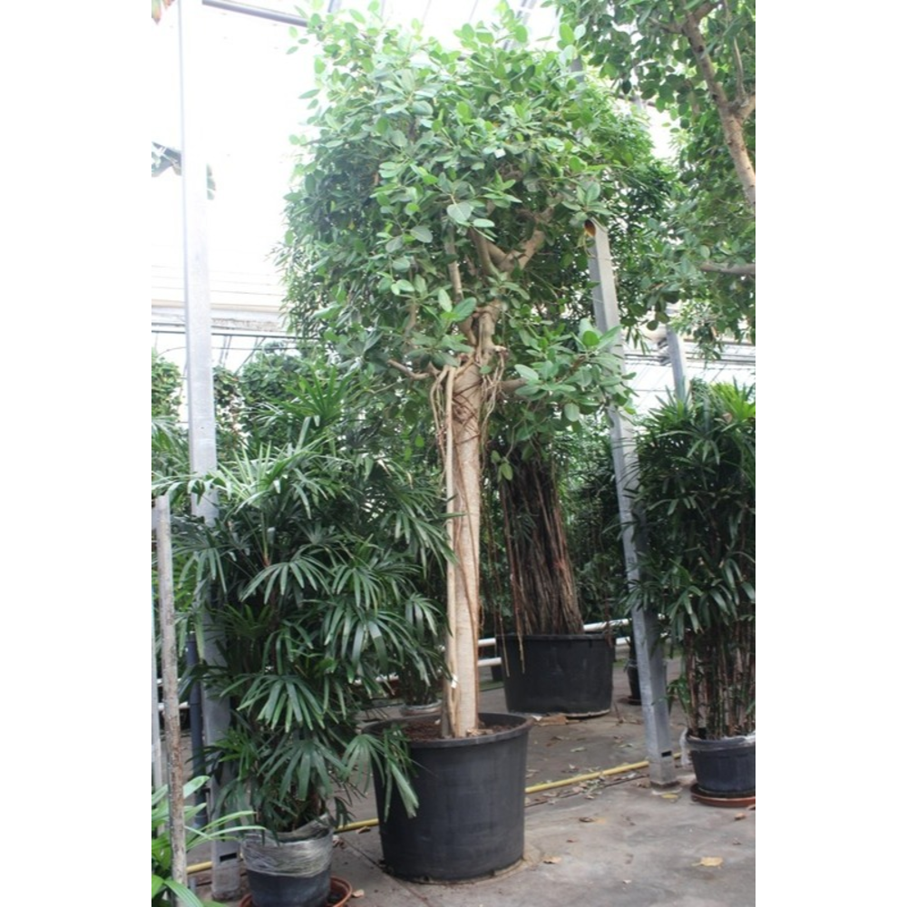 Ficus Benghalensis.