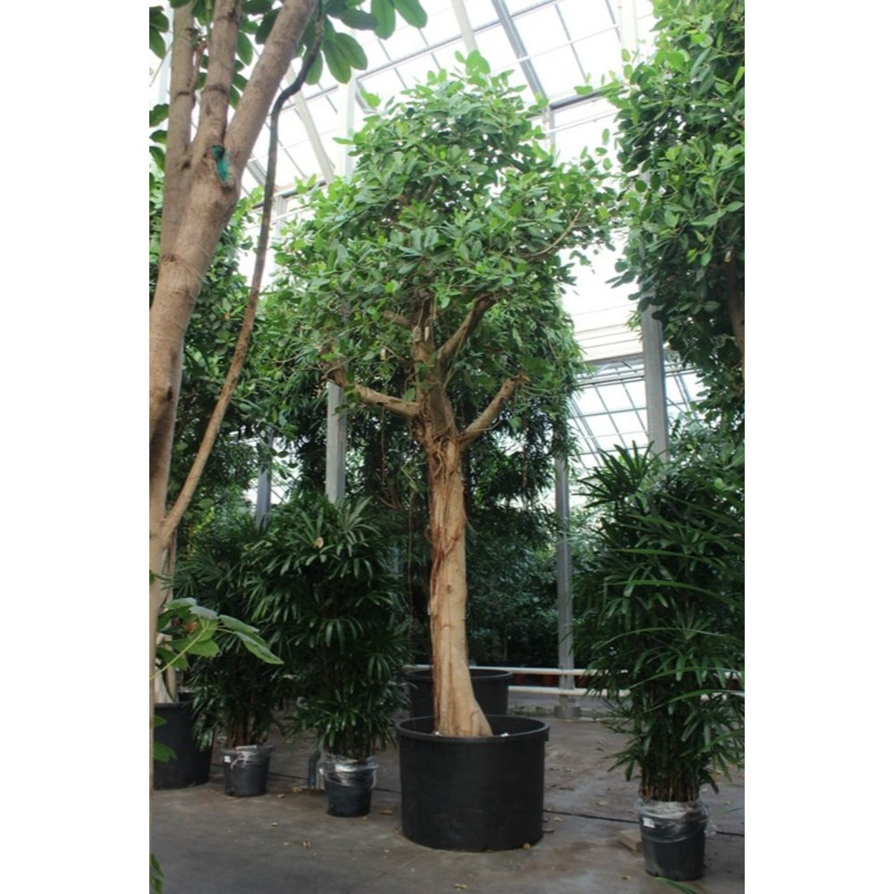 Ficus Benghalensis.