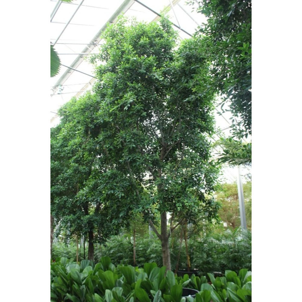 Ficus Nitida.