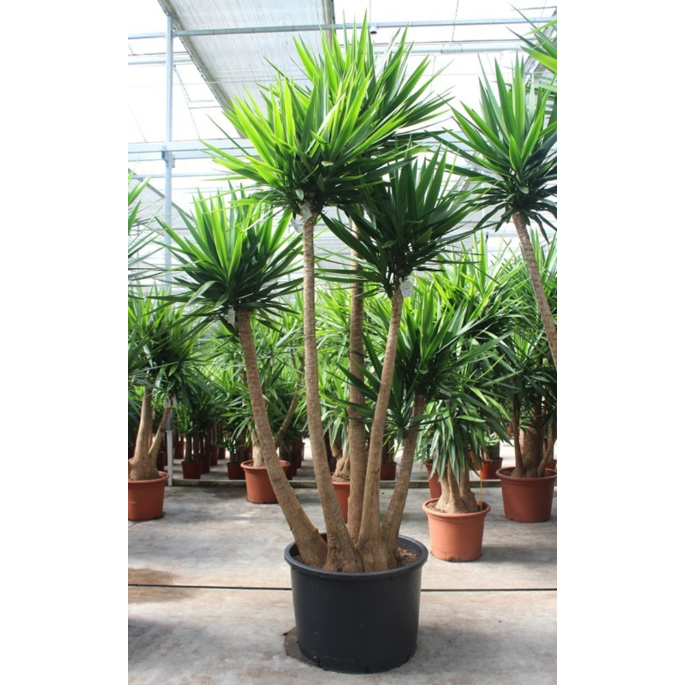 Yucca elephantipes.