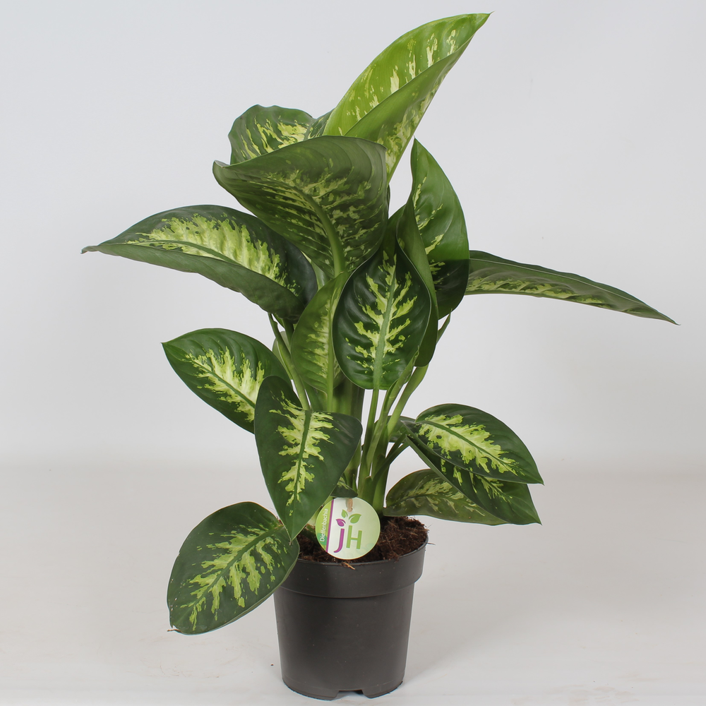 Dieffenbachia 'Reeva'.