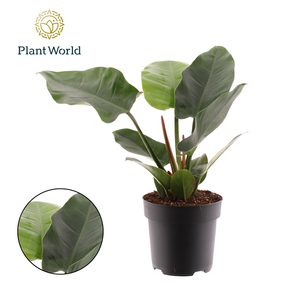 Philodendron Imperial Green.
