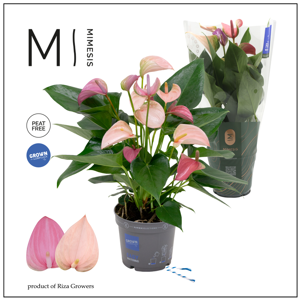 Mimesis Anthurium KARMA Joli DUO - 12cm.