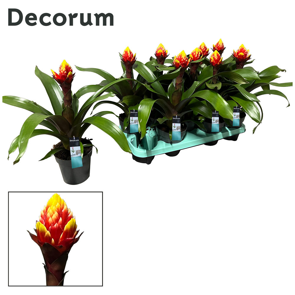 Guzmania Crown (Decorum).