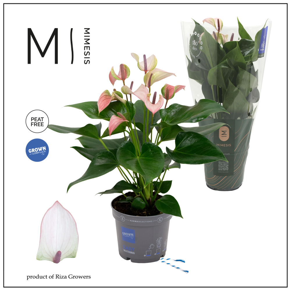Mimesis Anthurium KARMA Pulse - 12cm.