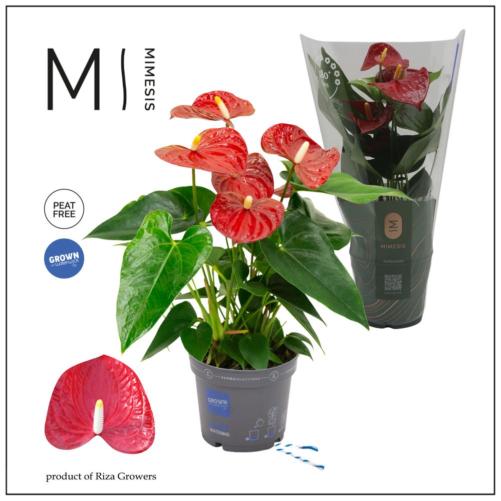 Mimesis Anthurium KARMA Red - 12cm.