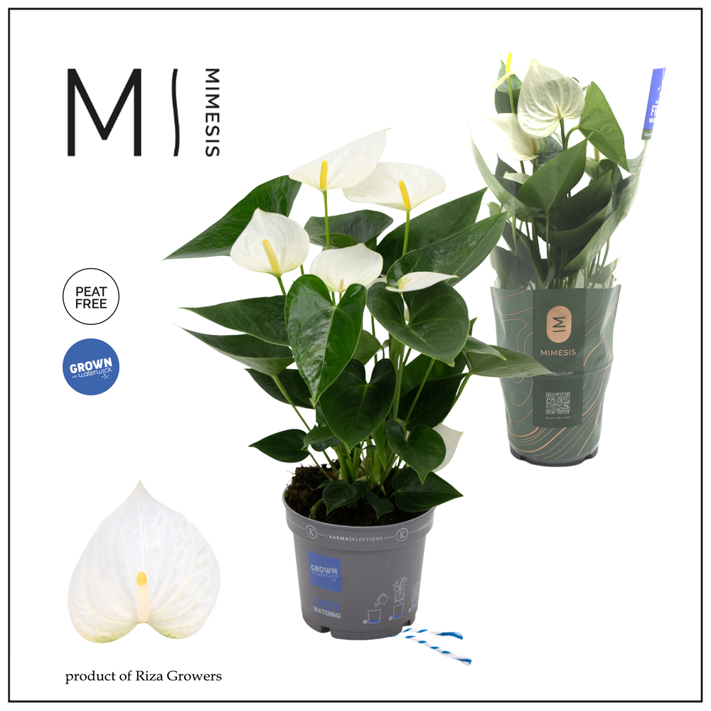 Mimesis Anthurium KARMA White - 12cm.