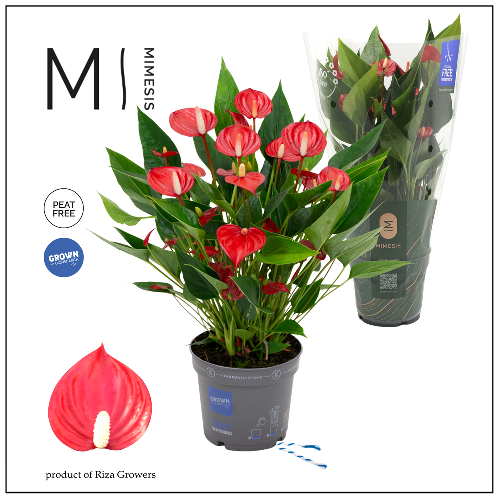 Mimesis Anthurium KARMA Million - 12cm.
