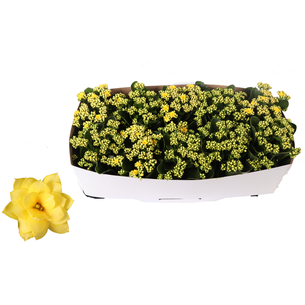 Kalanchoe Rosalina 12cm Don Amarillo geel, Traykra.