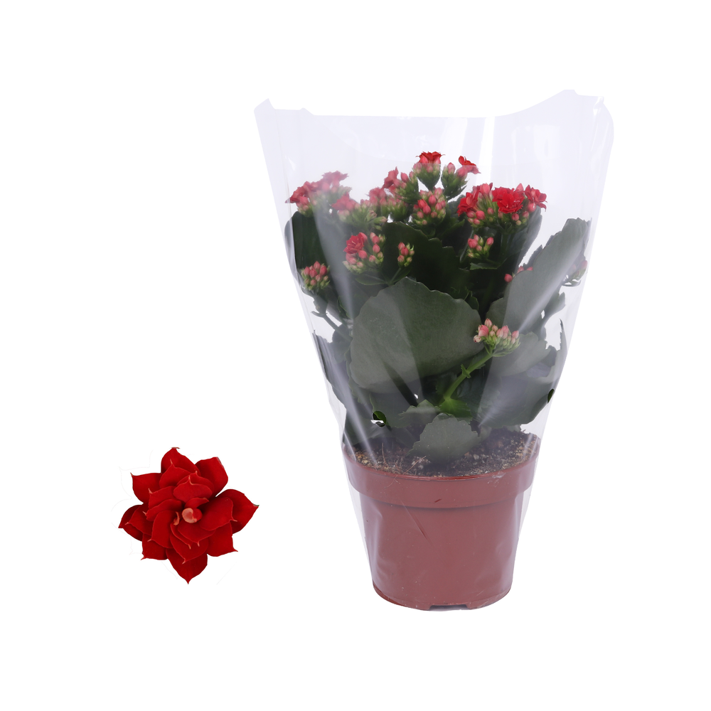 Kalanchoe Rosalina 12cm Don Justino rood, Blanco h.