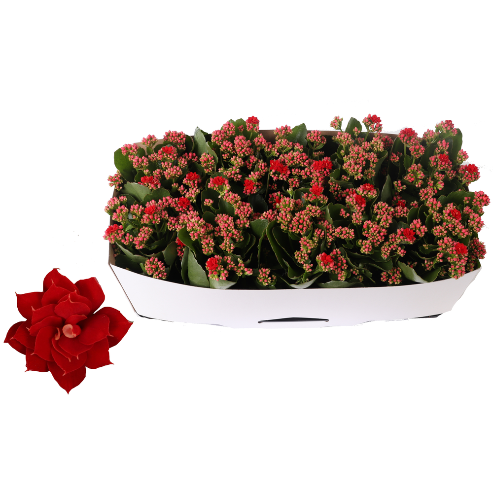 Kalanchoe Rosalina 12cm Don Justino rood, Traykraa.