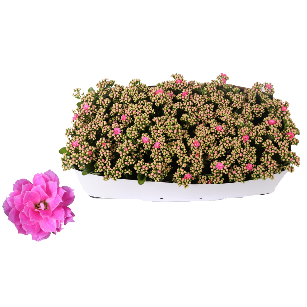 Kalanchoe Rosalina 12cm Don Nando roze, Traykraag.