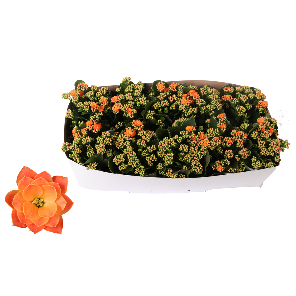 Kalanchoe Rosalina 12cm Don Pedro oranje, Traykraa.