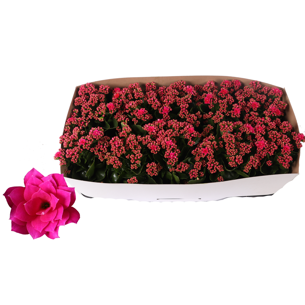 Kalanchoe Rosalina 12cm Don Victorio paars, Traykr.