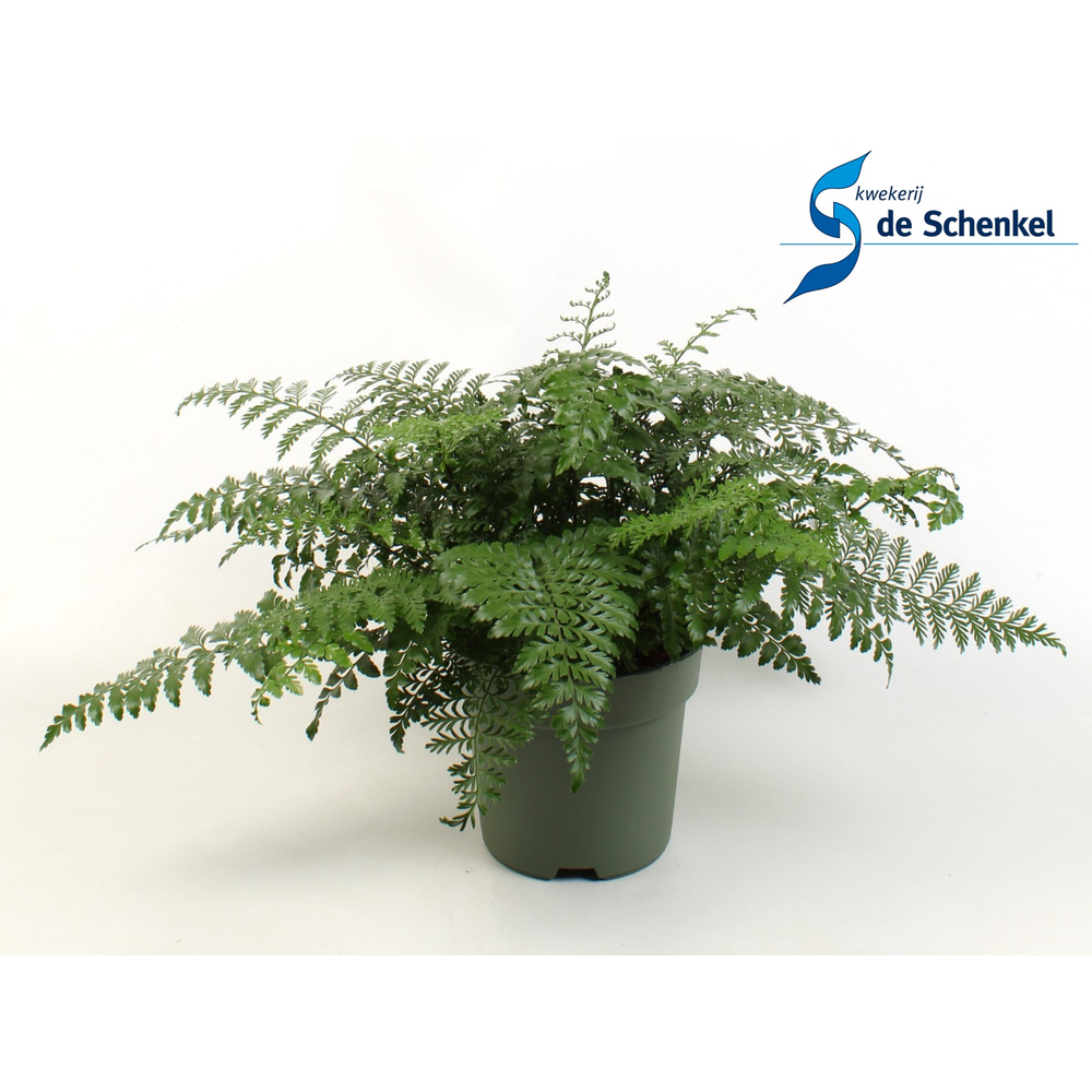 Asplenium Parvati.