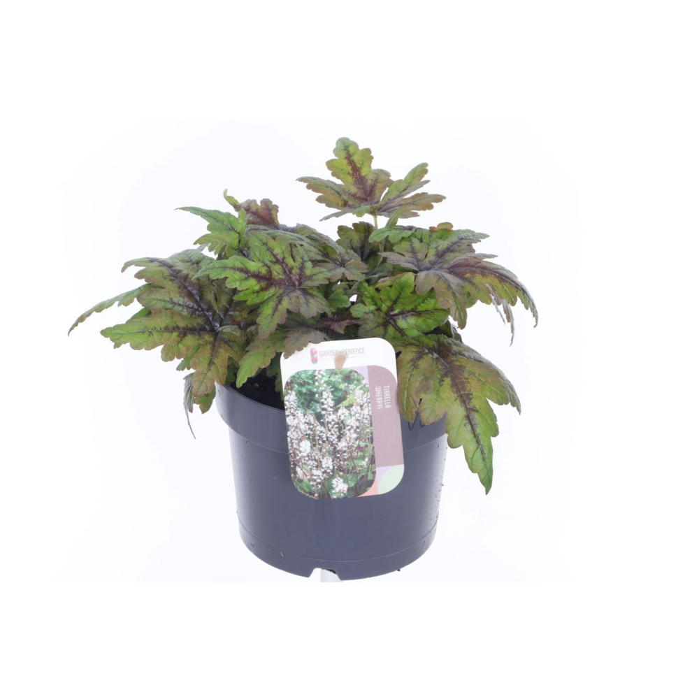 Tiarella cordifolia Sugar and Spice.