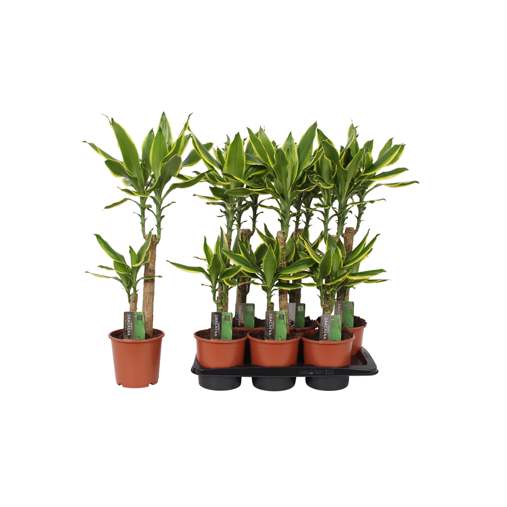 Dracaena Golden Coast, 17 cm pot.
