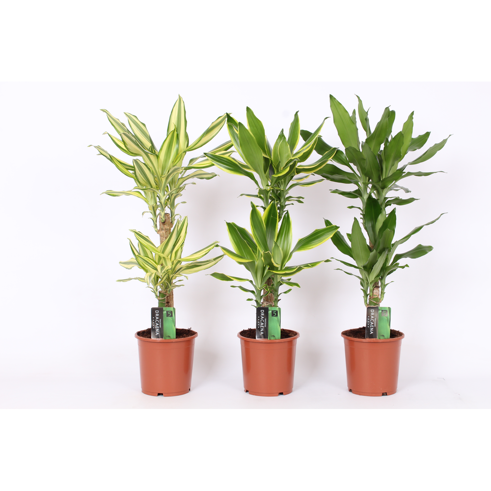 Dracaena 3 color mix, 17 cm pot.