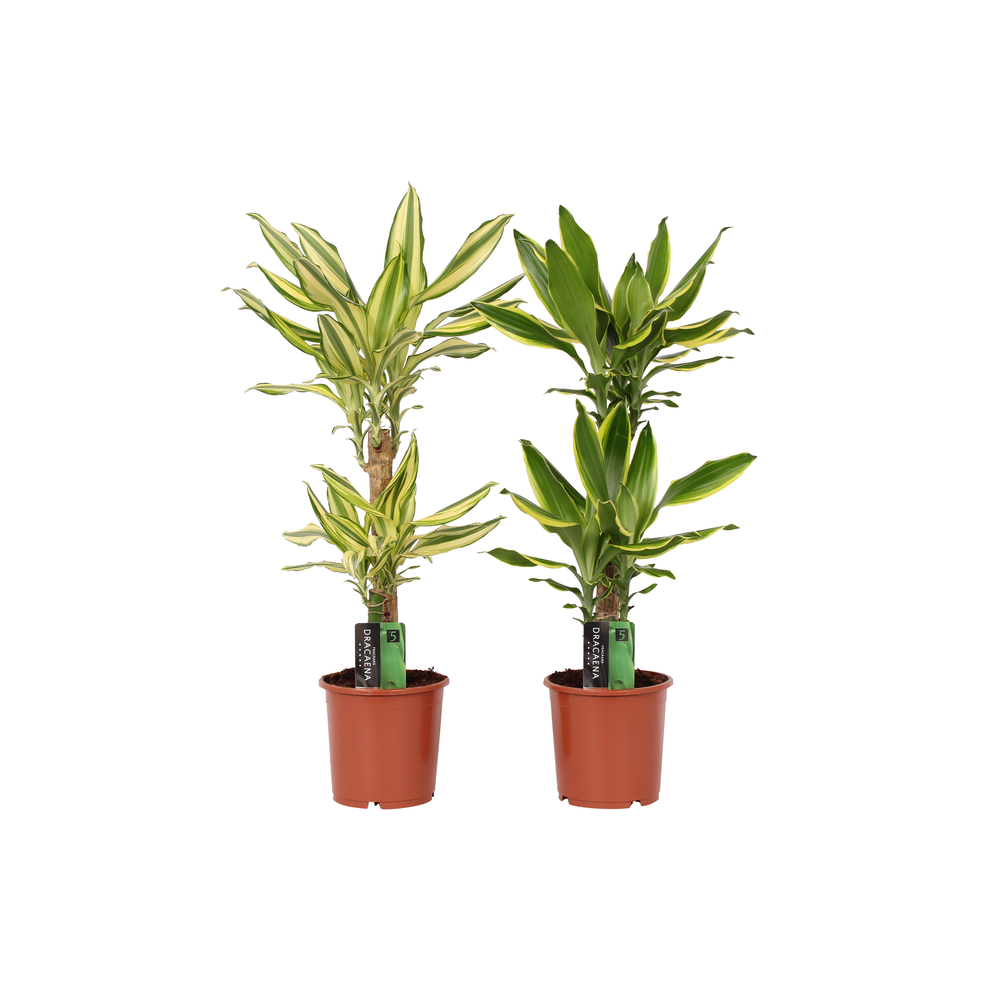 Dracaena 2 color mix, 17 cm pot.