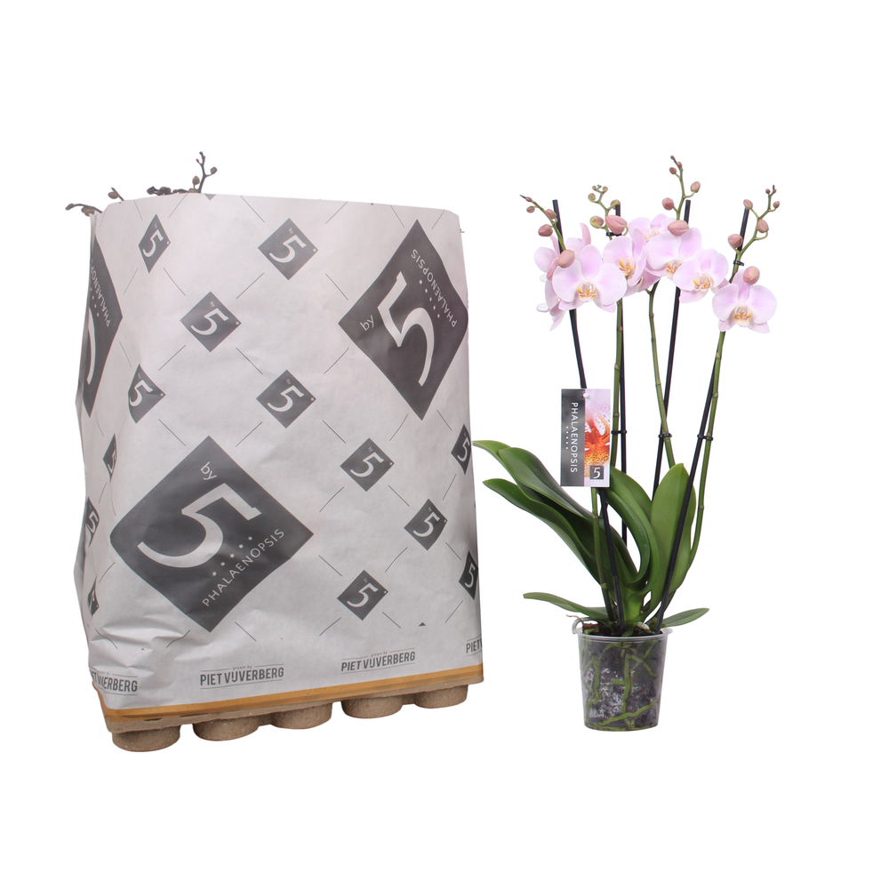 Phalaenopsis 4-spike 25+ mix in Pulp tray.