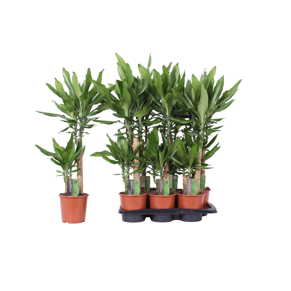 Dracaena Steudneri Green, 17 cm pot.
