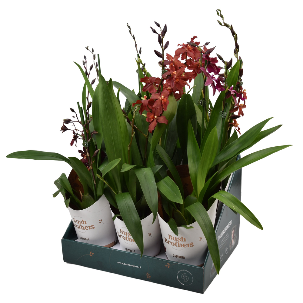 Cambria 2 tak 12 cm in Bush Brothers showdoos met .