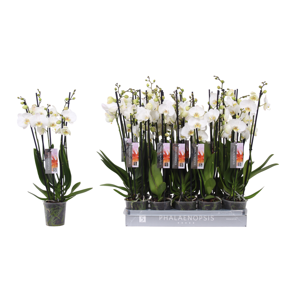 Phalaenopsis White, 5-spike 30+.