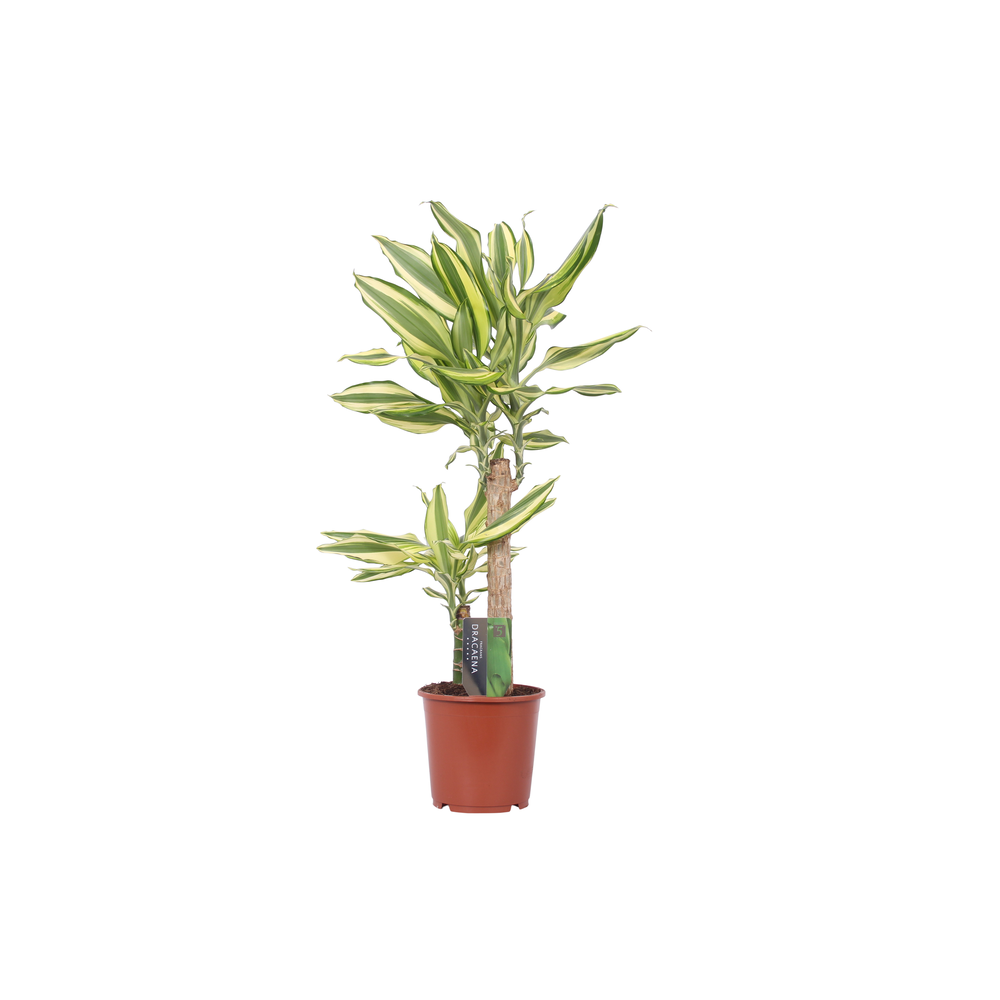 Dracaena Yellow Coast, 17 cm pot.
