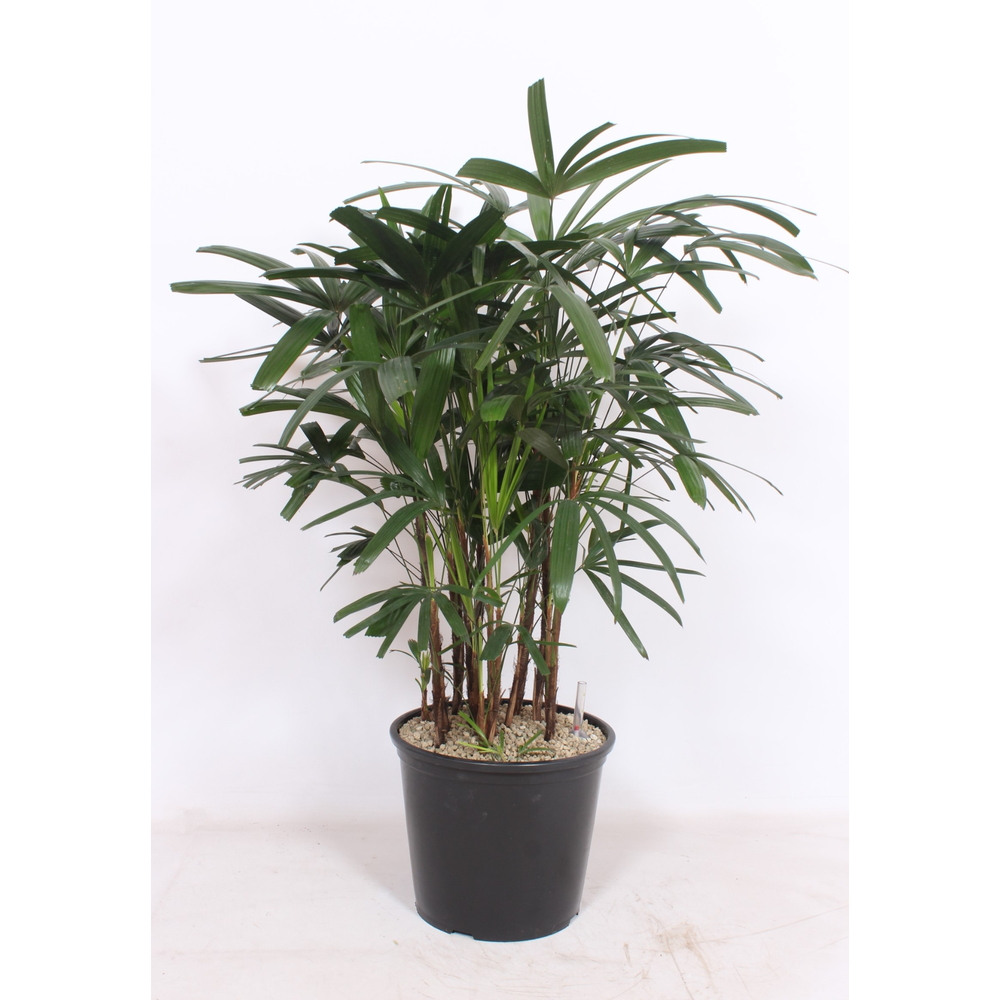 Rhapis excelsa.