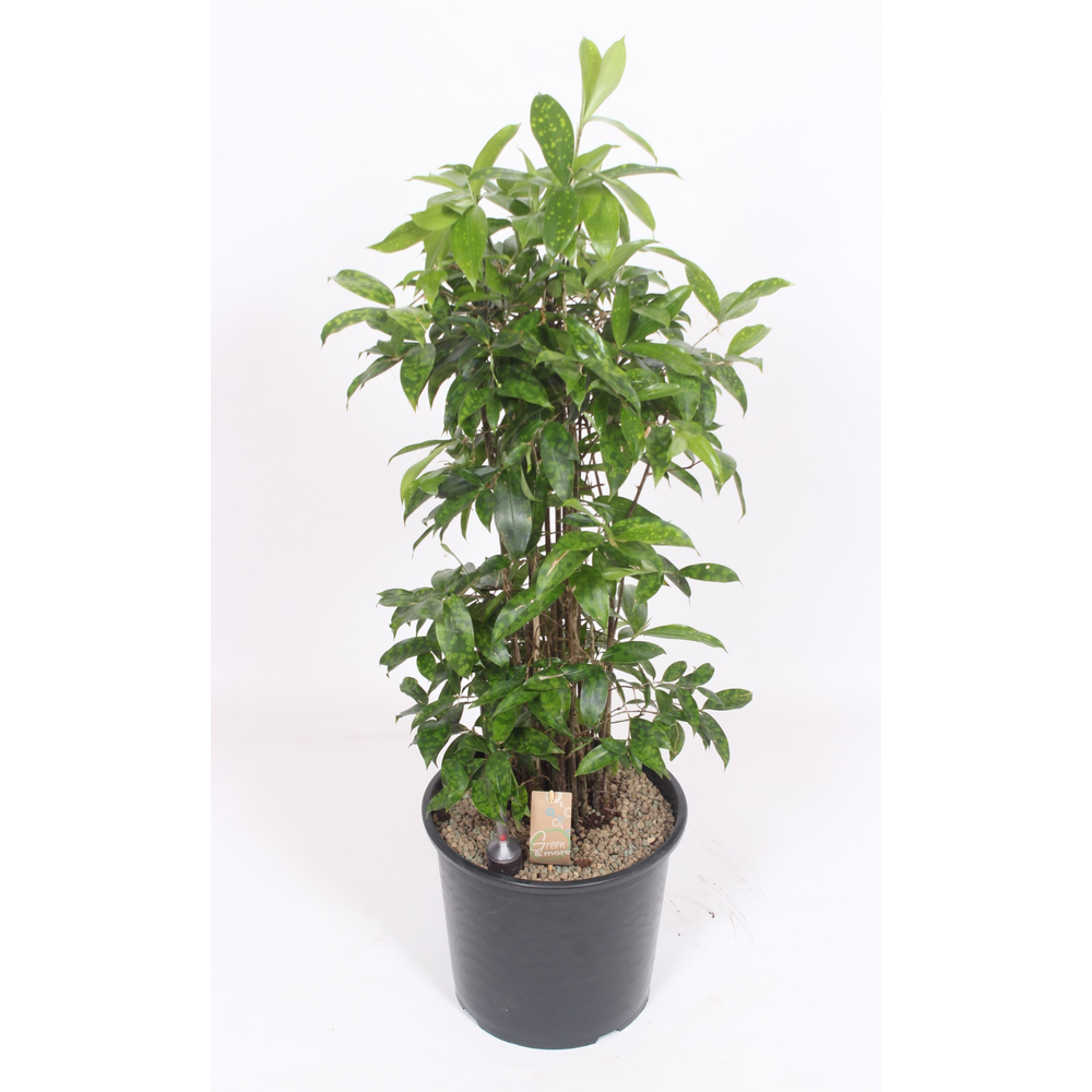 Dracaena Surculosa.