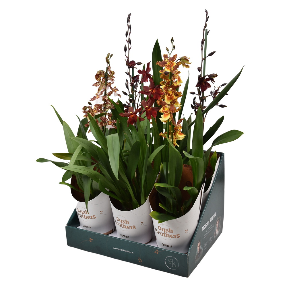Cambria mix 1 tak 12 cm in Bush Brothers showdoos .