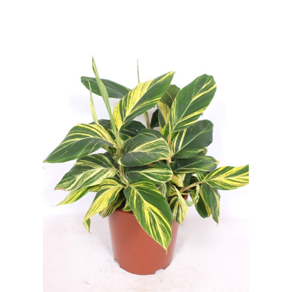 Alpinia zerumbet 'Variegata'.