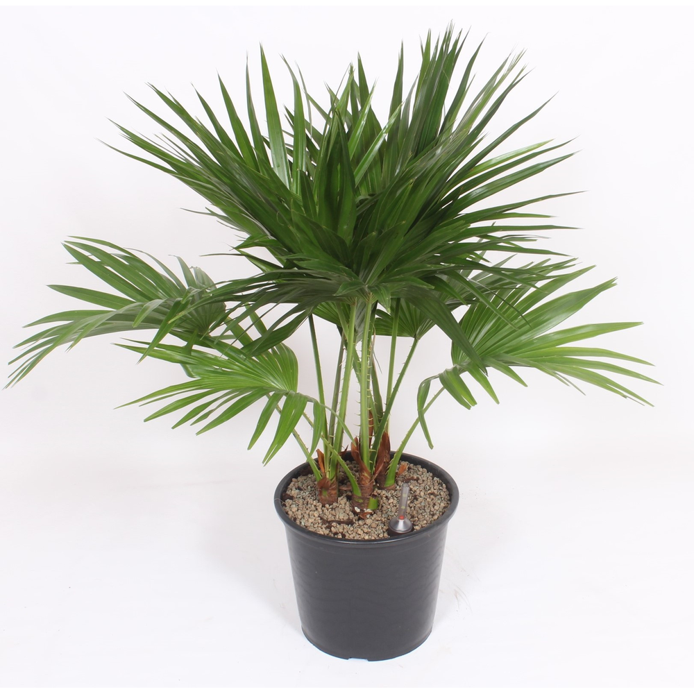 Livistona chinensis.