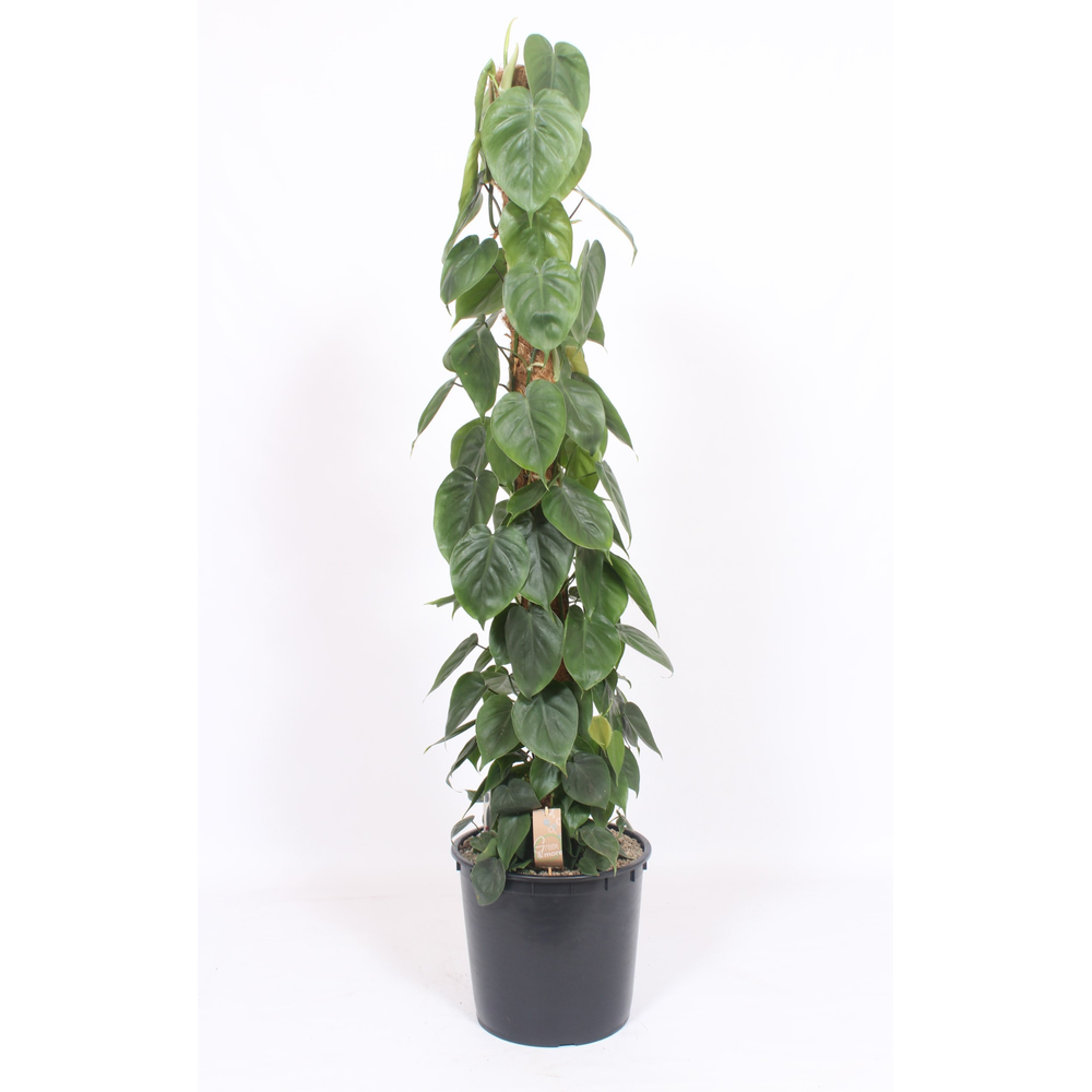 Philodendron Scandens.