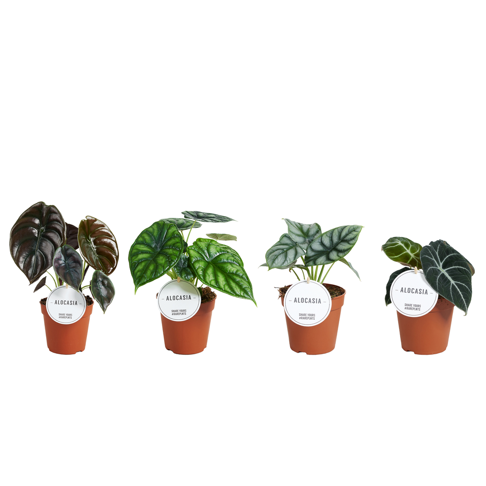 Alocasia Mix.