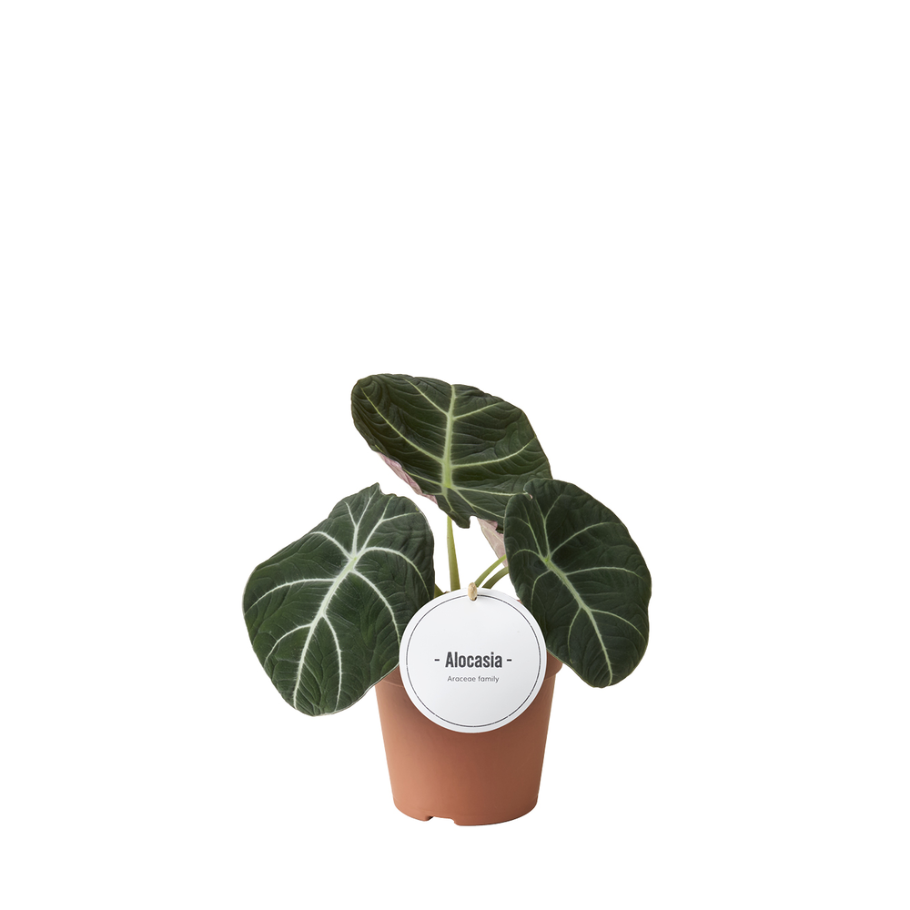 Alocasia Black Velvet.