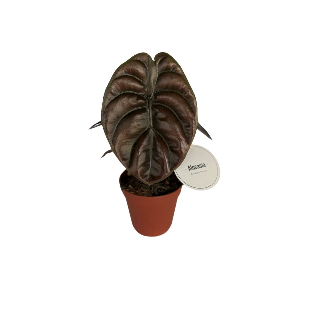 Alocasia Red Secret.