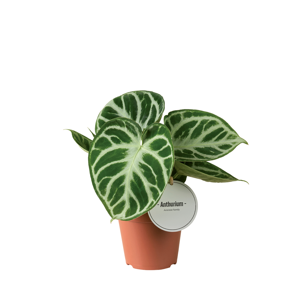 Anthurium Silver Blush.