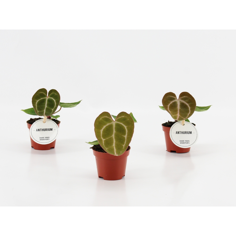 Anthurium Crystallinum.