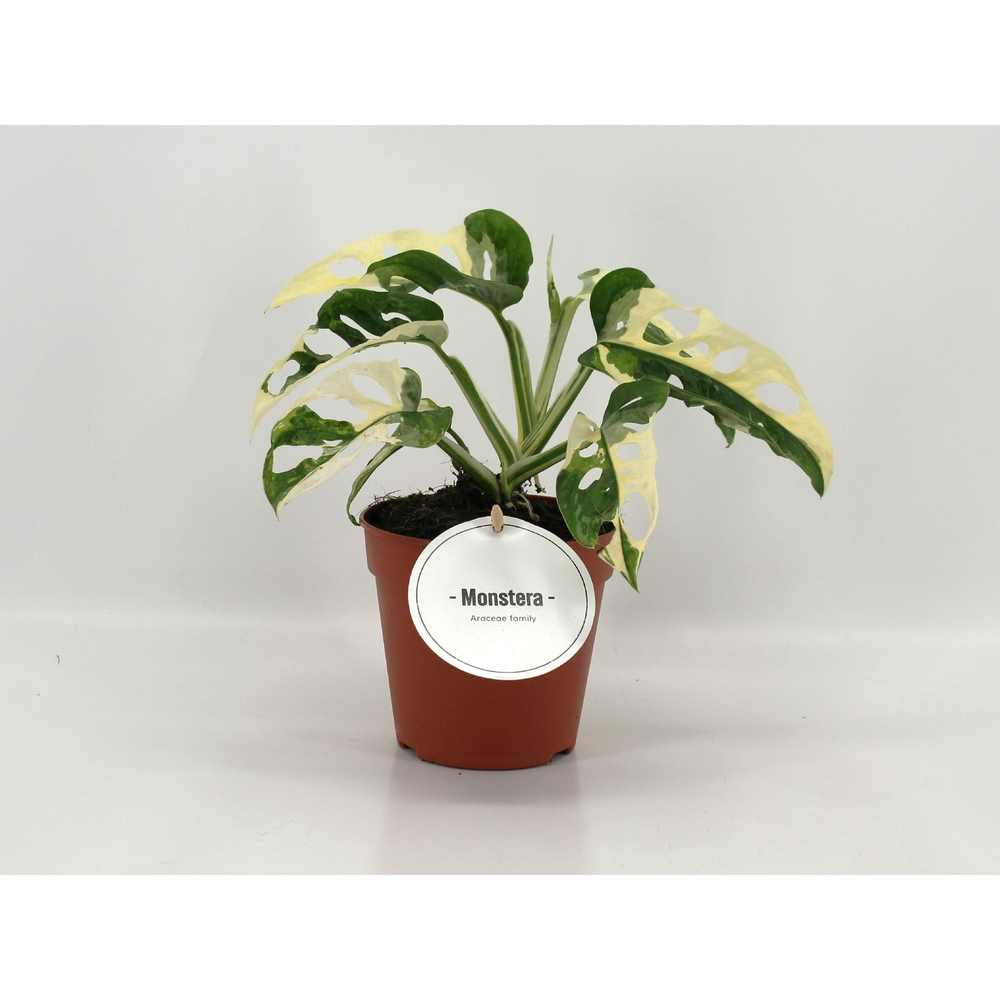 Monstera Adansonii Variegata.