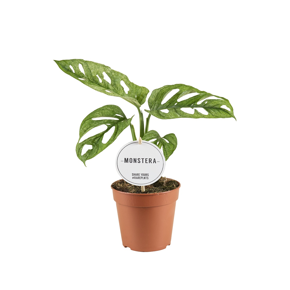 Monstera Adansonii Mint.