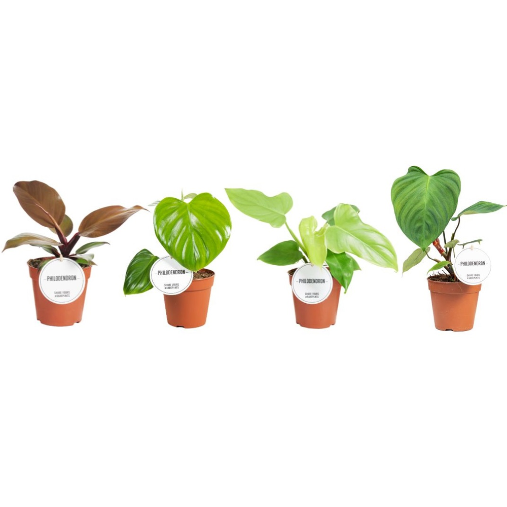 Philodendron Mix.